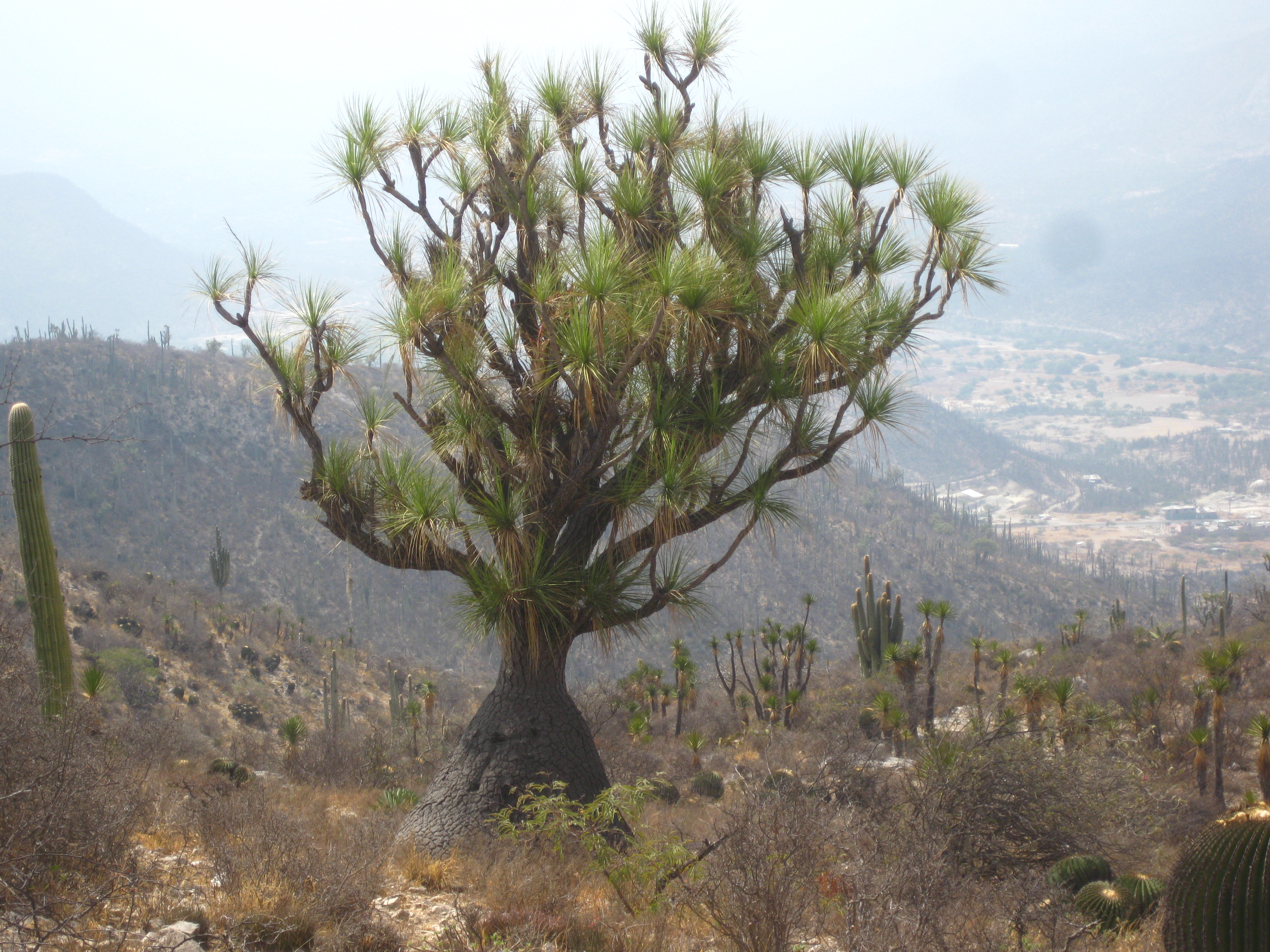 File:Beaucarnea gracilis Puebla.jpg - Wikimedia Commons