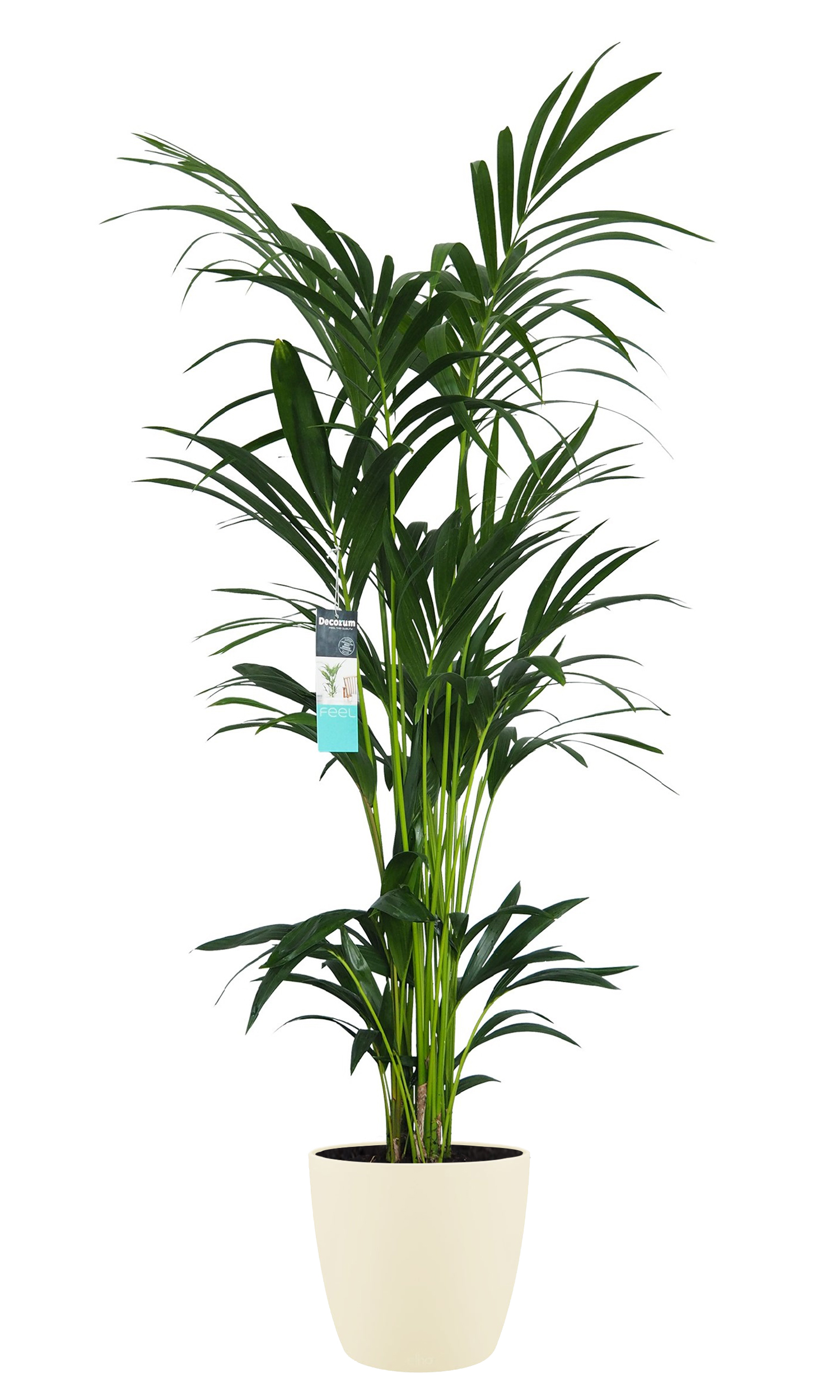 Kentia Palm in Beige Sierpot - Boompje Thuis